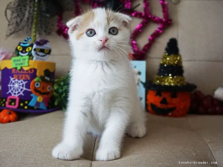 ID:1810-00481の子猫