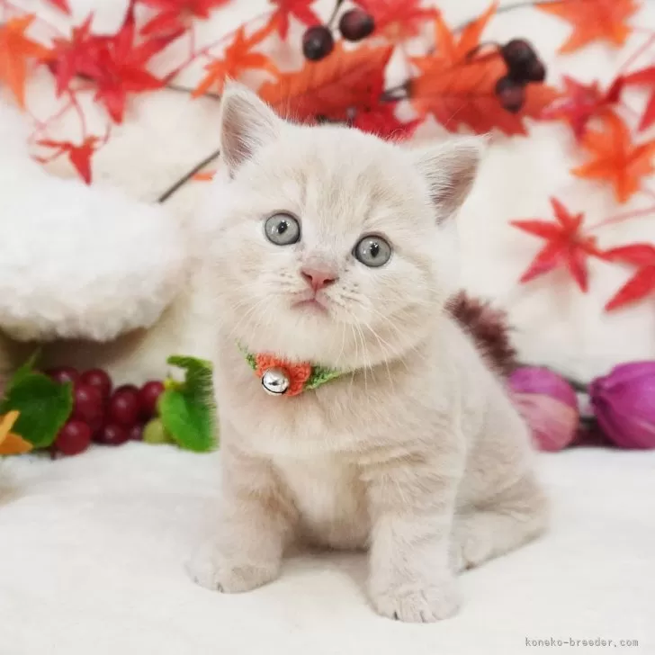 ID：2410-03443の子猫