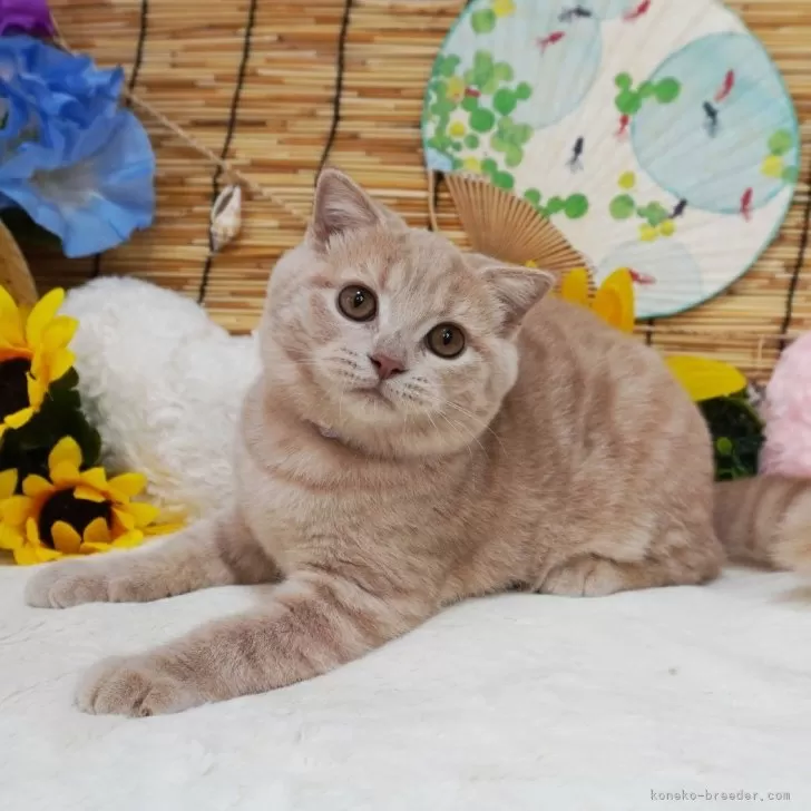 ID:2406-01696の子猫