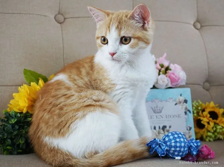 ID：1807-00038の子猫