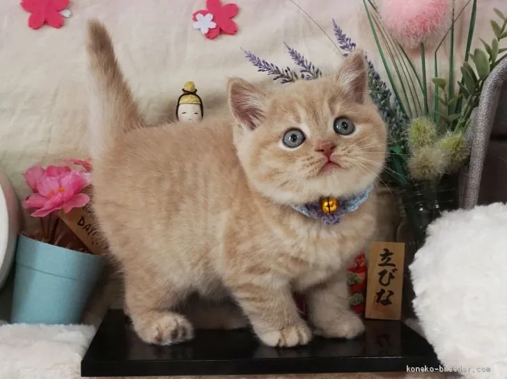 N.K 様のお迎えした子猫