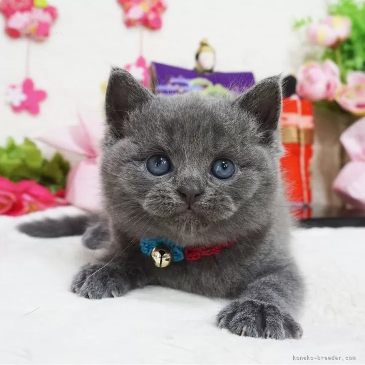 ID：2402-02433の子猫