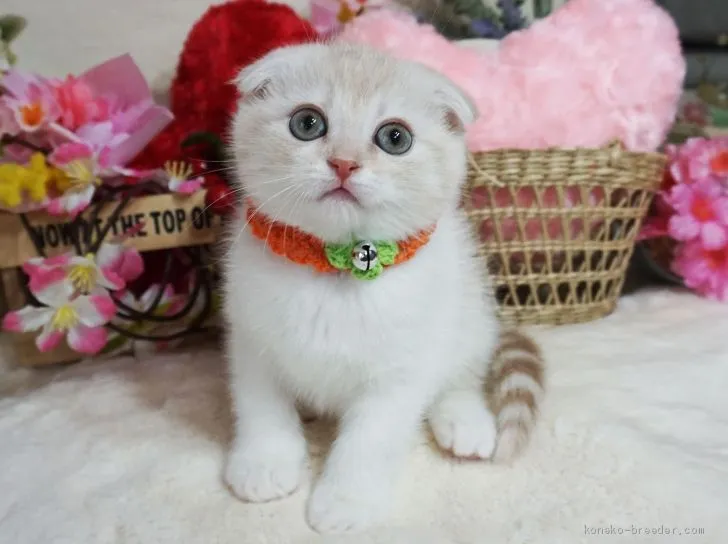 H.Ｉ 様のお迎えした子猫