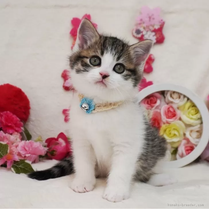 ID：2403-01590の子猫