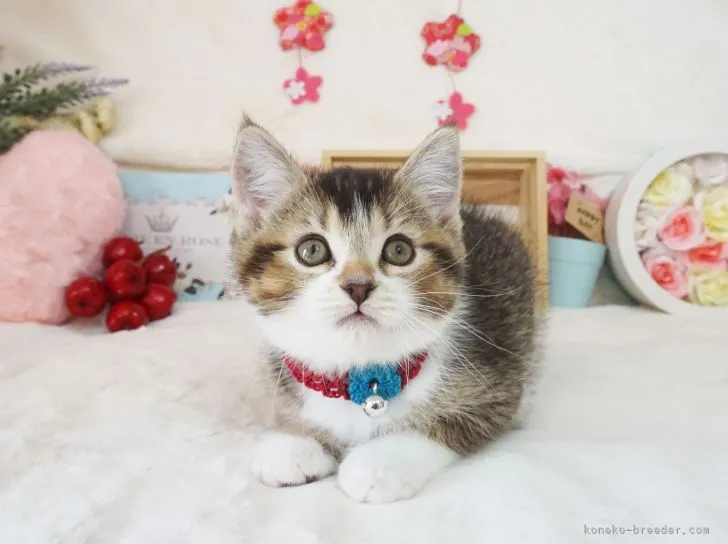 ID：2104-01318の子猫