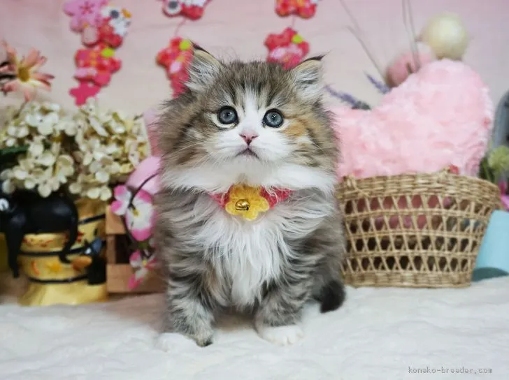 ID：2001-01129の子猫