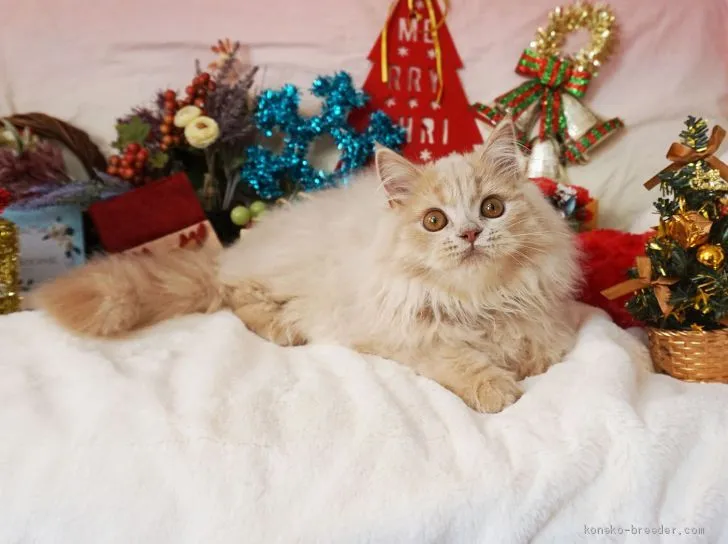 S.T 様のお迎えした子猫