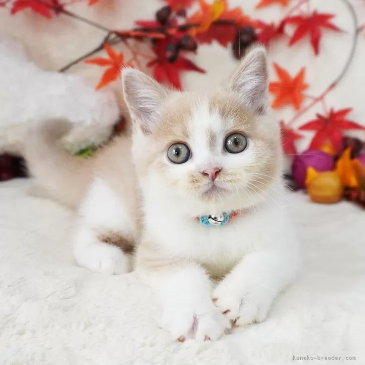 ID：2410-01035の子猫