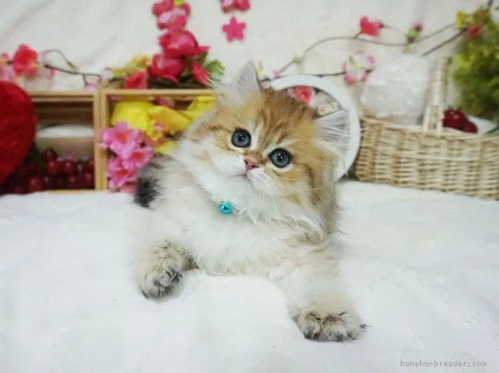 ID:2204-00577の子猫