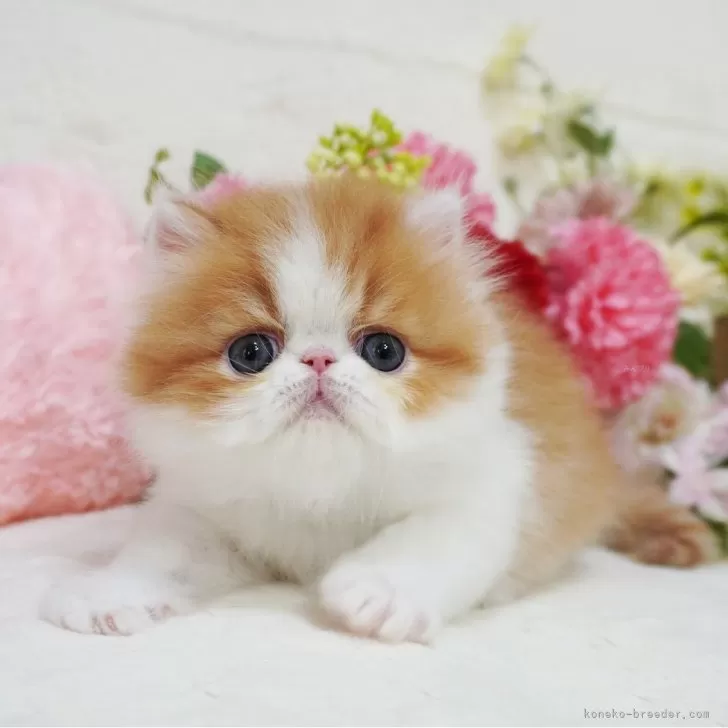 ID:2405-03619の子猫