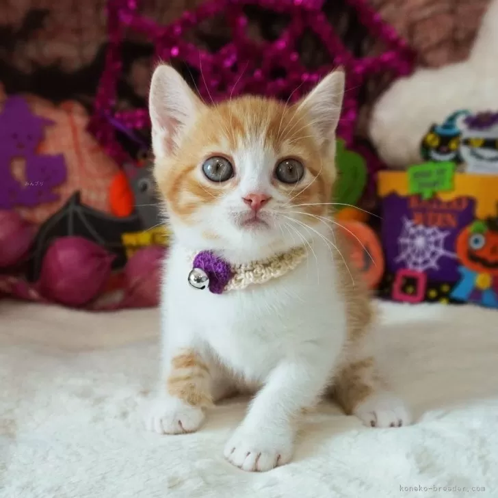 ID:2409-01119の子猫