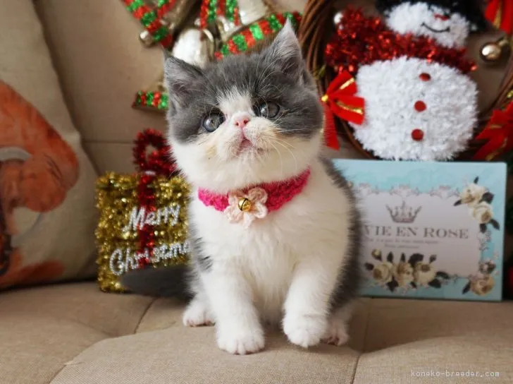 ID：1812-00214の子猫