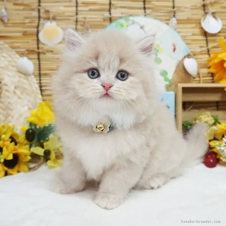 ID：2307-02995の子猫