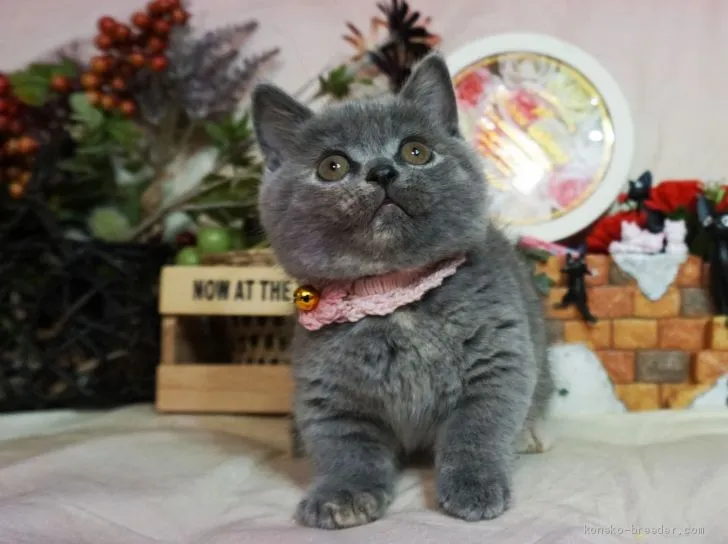ID：1912-00228の子猫