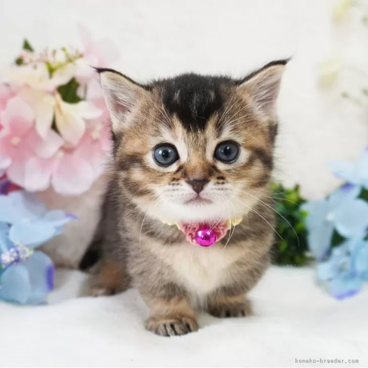 ID:2406-03086の子猫