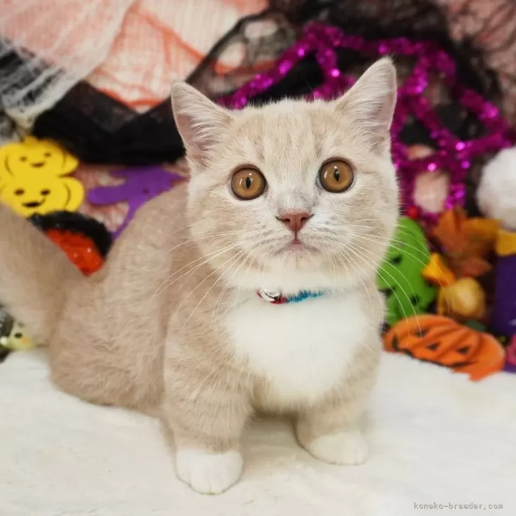 ID:2407-03449の子猫