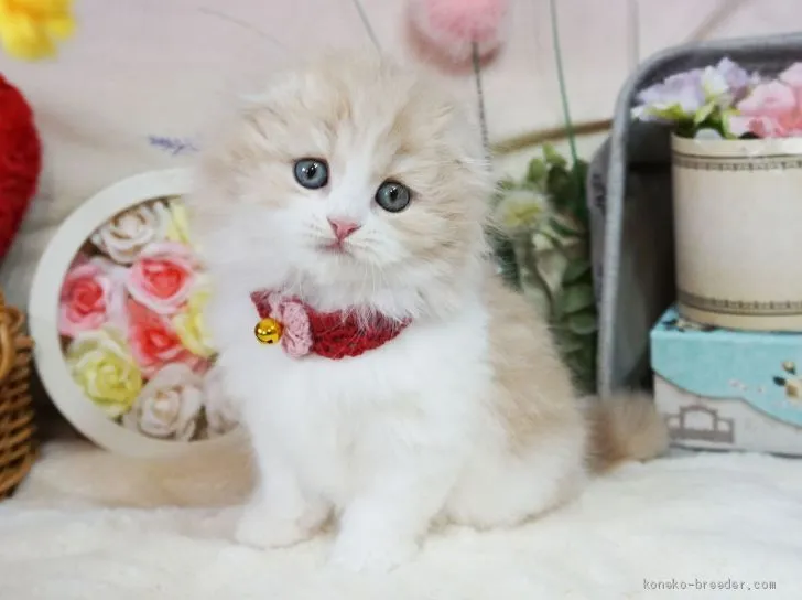 ID：2004-00169の子猫