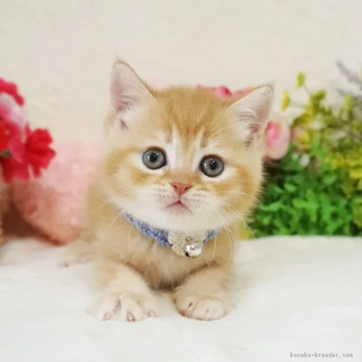ID:2305-00334の子猫