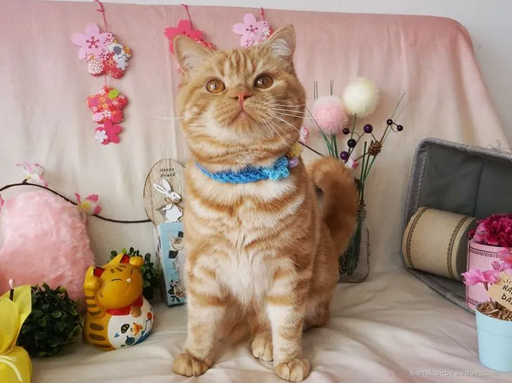 じゅん 様のお迎えした子猫