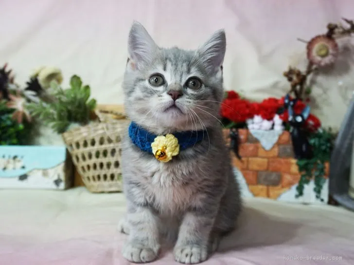 ID:1906-02132の子猫