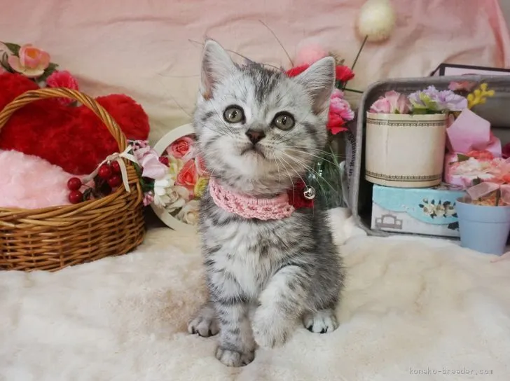 ID：2004-00971の子猫
