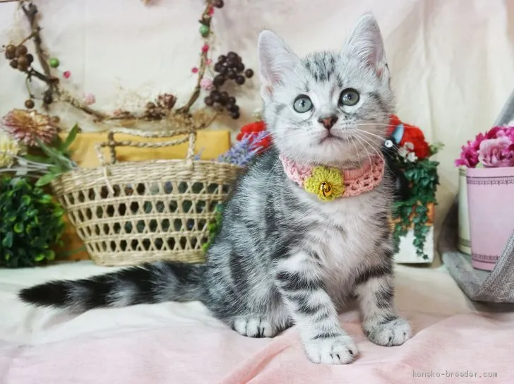 ドット 様のお迎えした子猫