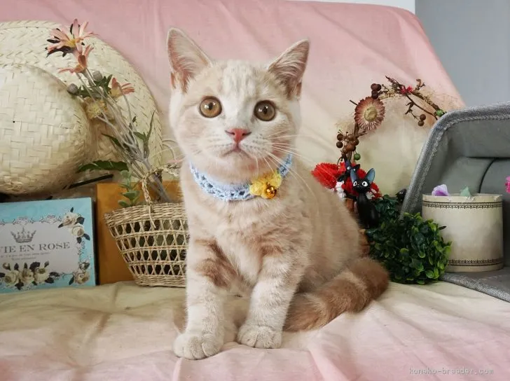 ID:1905-01850の子猫