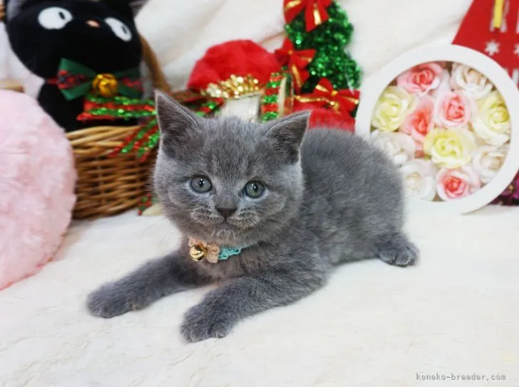 ID:2112-01775の子猫