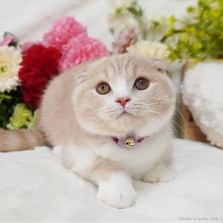 ID:2403-02402の子猫