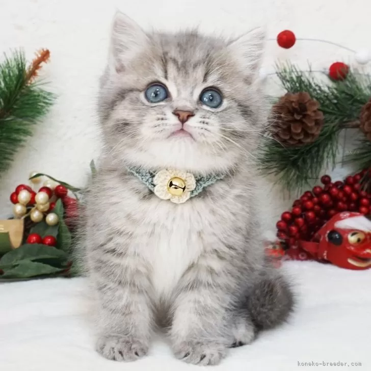 ID：2401-00166の子猫