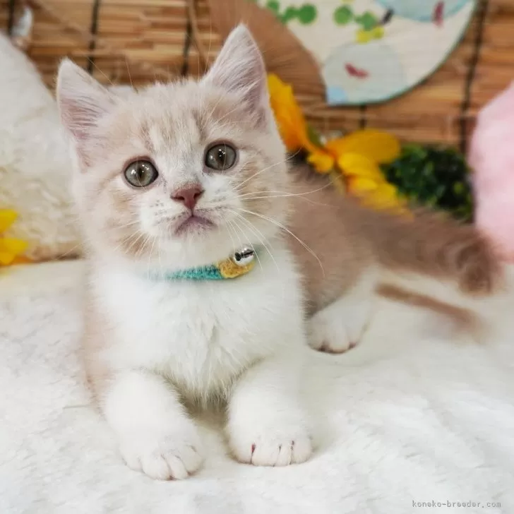 ID:2408-01114の子猫