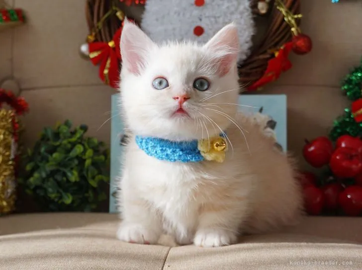 そえぞう 様のお迎えした子猫