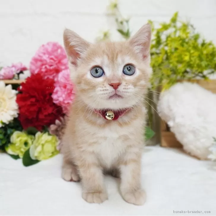 ID:2404-03142の子猫