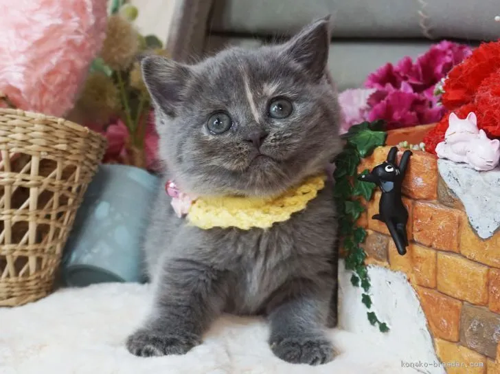 ID:2001-01189の子猫