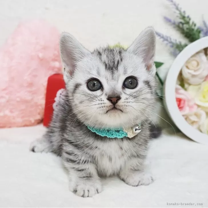 ID：2402-01208の子猫