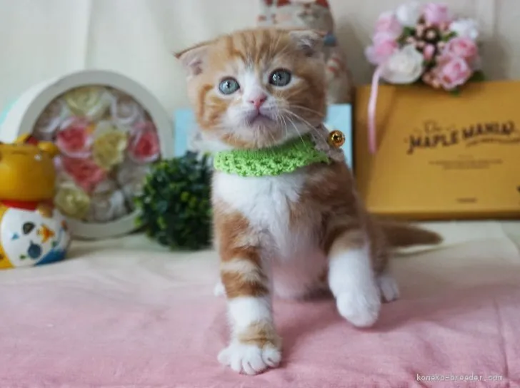 ID:1904-01998の子猫