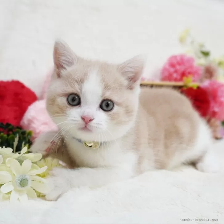 ID:2406-00975の子猫
