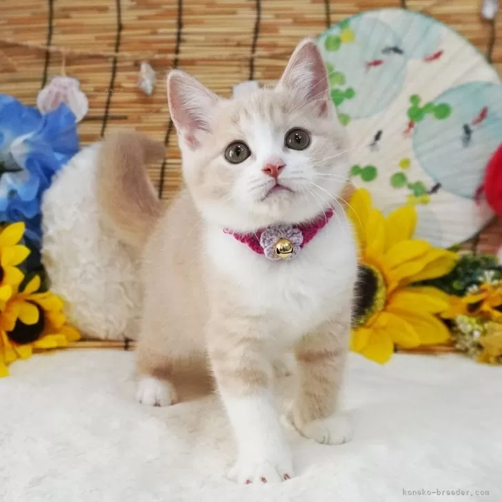 ID:2408-00167の子猫