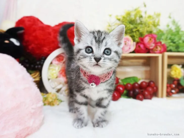 ID：2202-01571の子猫