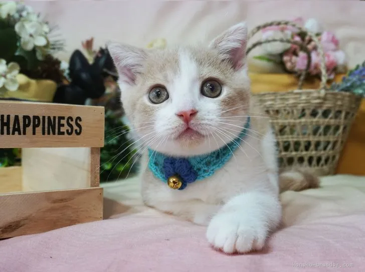 みよcom 様のお迎えした子猫