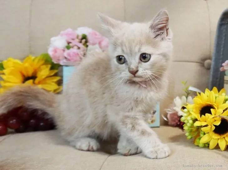 ID:1806-00854の子猫