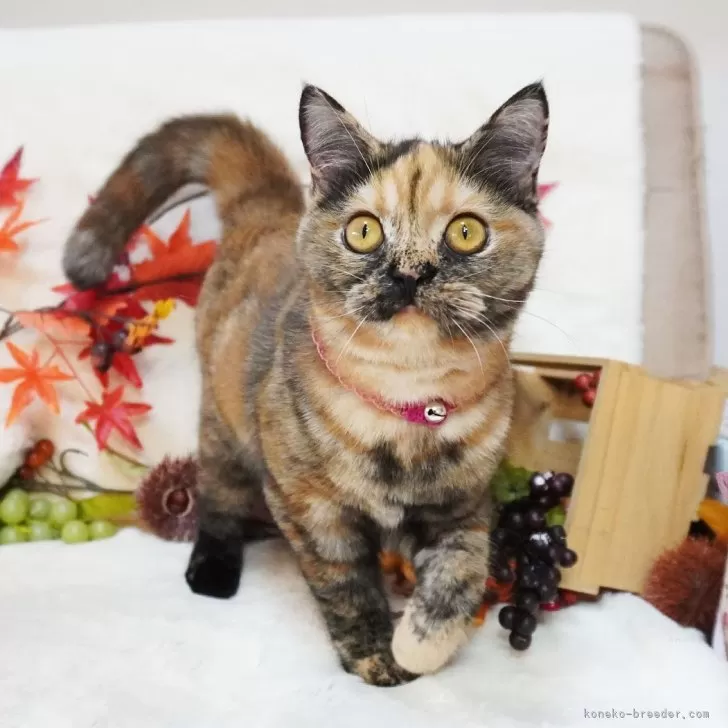 ID：2407-02114の子猫