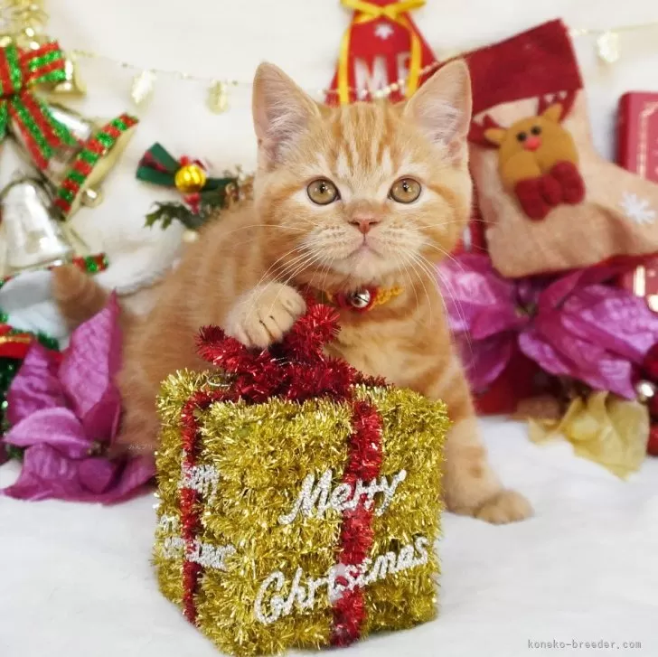 ID：2411-01221の子猫