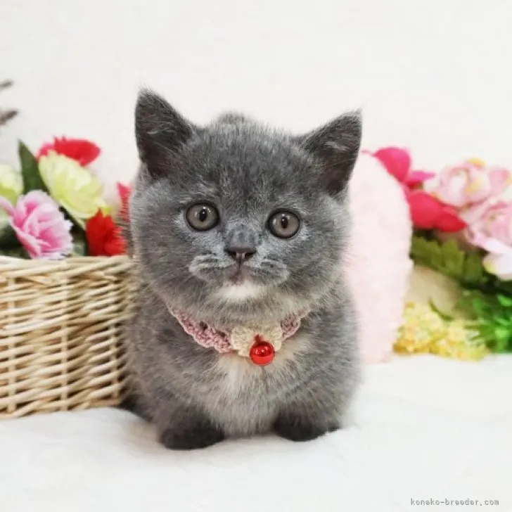 ID：2305-01761の子猫