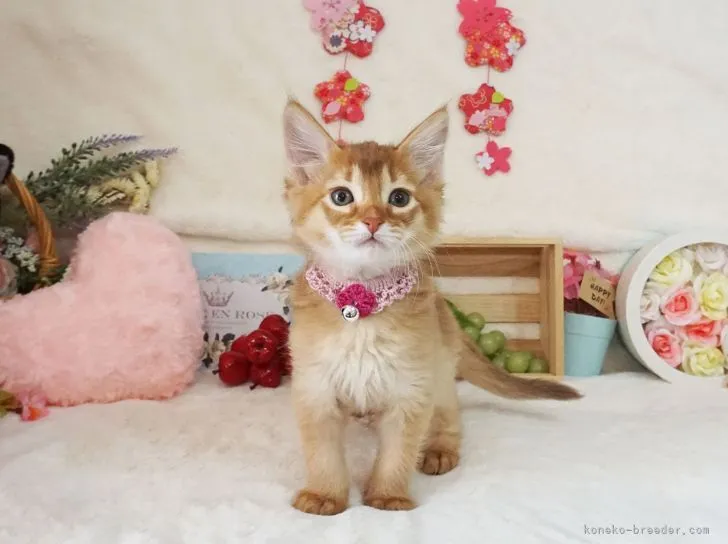 ID:2104-00724の子猫
