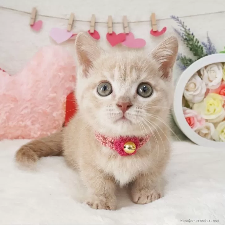 トトロ家族 様のお迎えした子猫