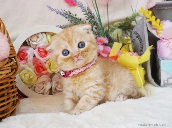 ID:2003-01127の子猫