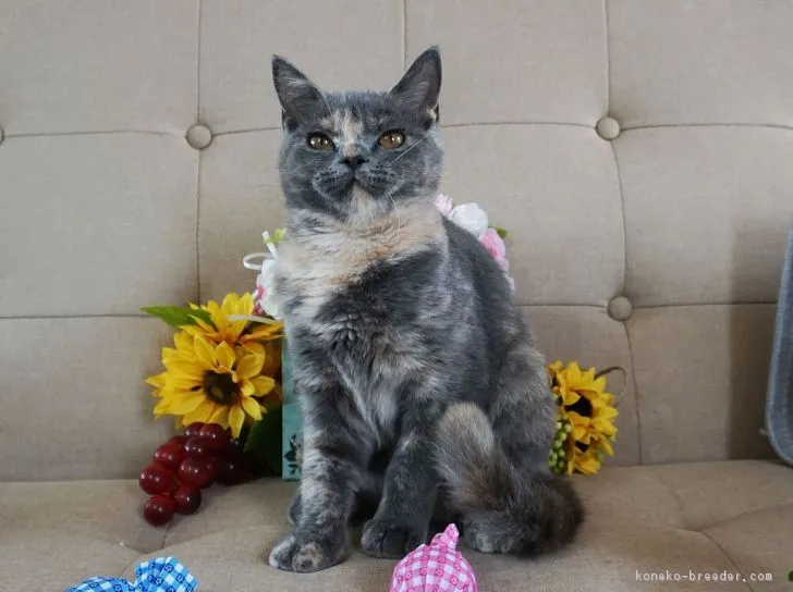 ID:1807-00031の子猫