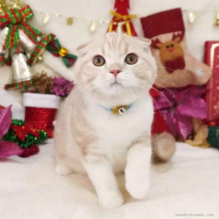 ID：2410-02000の子猫