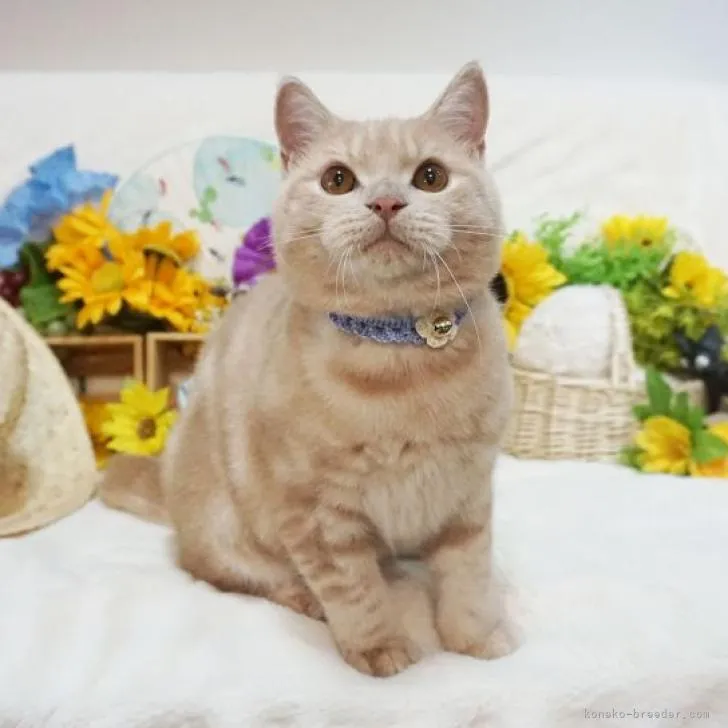 ID:2203-01394の子猫